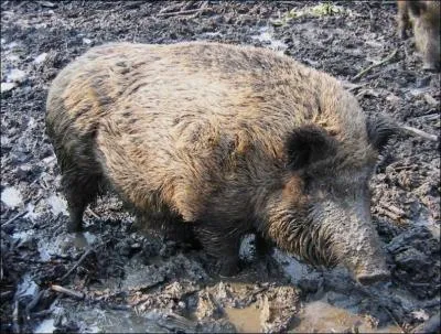 Quelle est la femelle de cet animal ?