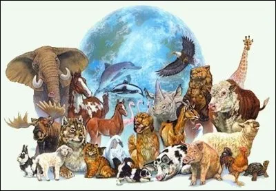 Quel type d'animaux préfères-tu ?