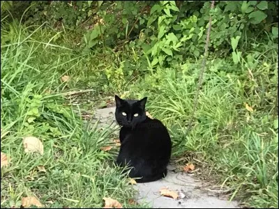 Qui se fait nommer lieutenant par la suite ?