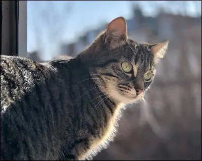 Qui sont les deux apprentis qui détestent Étoile de Feu dans le tome 1 ?