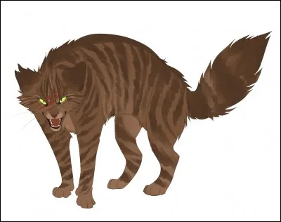 Qui tue Museau Balafré lorsque les chats errants envahissent le camp du Clan du Tonnerre ?