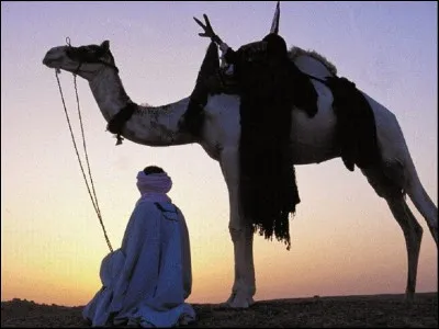 Quel est le surnom du dromadaire ou du chameau ?