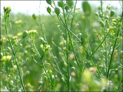 Pour avoir un chapeau à partir de cette plante, il vous faudra changer la lettre...