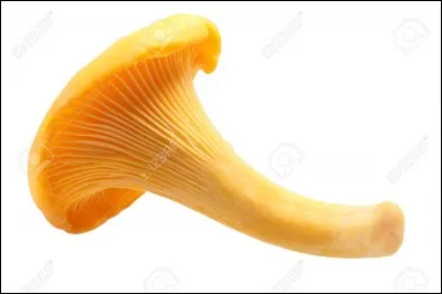 Pour devenir poisson, il faut changer une lettre à ce champignon : laquelle ?