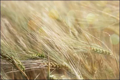 Pour que cette céréale devienne un récipient, vous allez changer la lettre...
