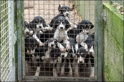 "300" est un long-métrage joué par Gerard Butler.
