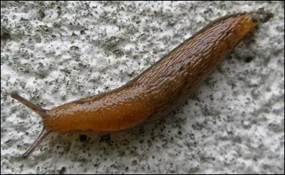 Dans Harry Potter 2, je crache des limaces. Qui suis-je ?