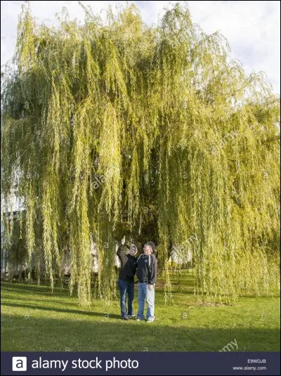 Le dégel l'amollit, c'est le...