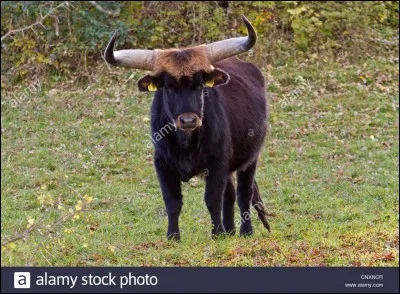 Descriptif pour un appendice, c'est le...