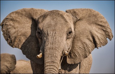 Quelle est la longévité de l'éléphant ?