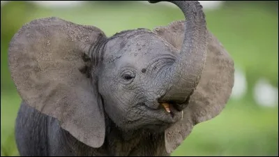 Quelle est la vitesse maximale de l'éléphant ?