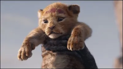 Quel est le temps de gestation de la lionne ?