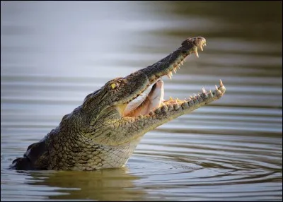 Les crocodiles sont ...