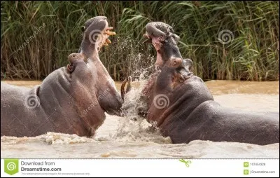 De combien de personnes l'hippopotame cause-t-il la mort par année ?