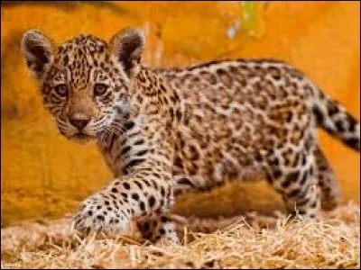 Quelle est la race de ce bébé félin ?