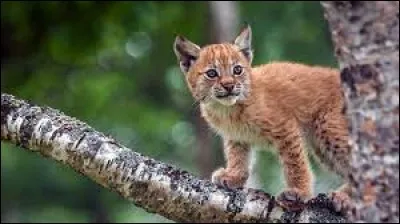 Quel est le nom de la race de ce bébé félin ?