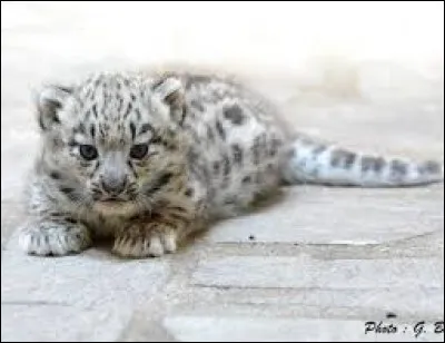 De quelle race est ce bébé félin ?