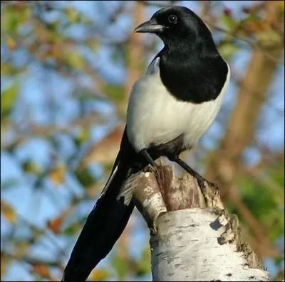 Quel est le nom cet oiseau ?
