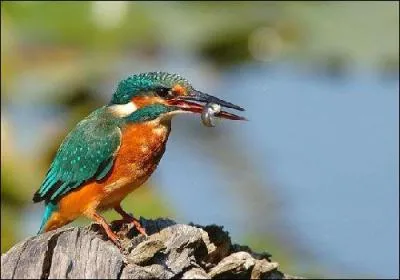 Quel est le nom cet oiseau ?