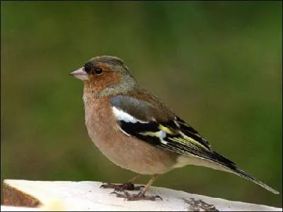 Quel est le nom cet oiseau ?