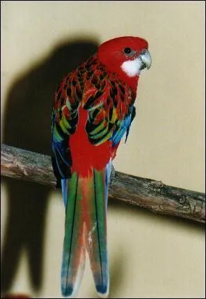 Quel est le nom cet oiseau ?