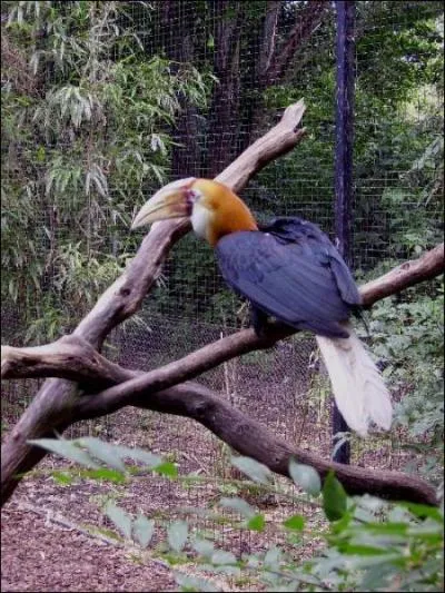 Quel est le nom cet oiseau ?