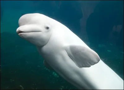 Quel est le nom de ce cétacé, appelé aussi baleine blanche ou dauphin blanc ?