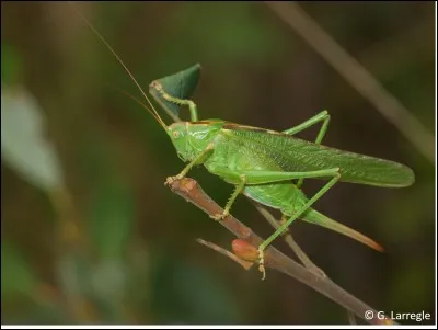 Cet insecte sert à un travailleur : lequel ?
