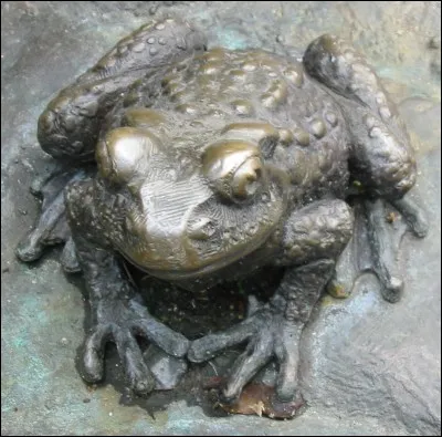 Qui se sert de ce batracien ?