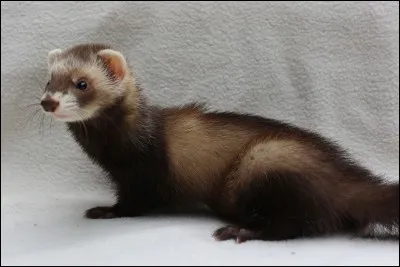 Un artisan se sert souvent de cet animal : lequel ?