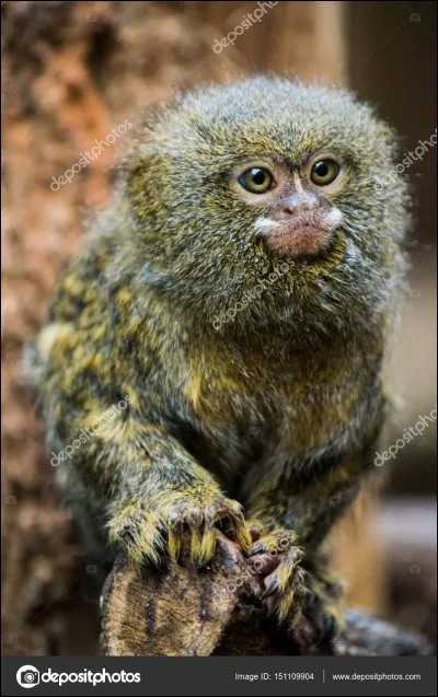 Cet animal sert à un homme "spécial" : lequel ?