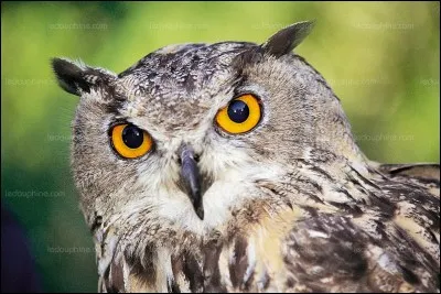 Qui se sert de cet animal ?