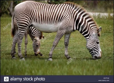 Qui se sert de cet animal ?