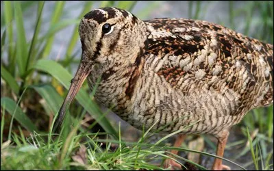 Cet oiseau sert à un...