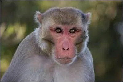 Ce singe est un babouin.