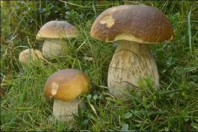 Ce champignon est…