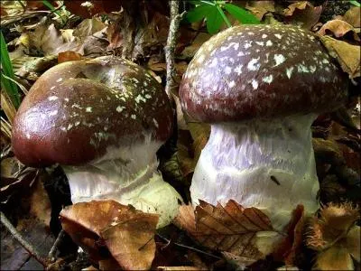 Ce champignon est
