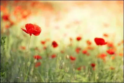 Les coquelicots bordent nos routes, mais sont-ils comestibles ?