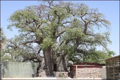 Le baobab africain est sacré, il fait partie de la vie du village : c'est ''l'arbre à palabre'', mais c'est aussi l'arbre pharmacien et nourricier, car tout se mange dans le baobab.