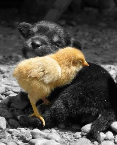 Dans lequel de ces films Annie Girardot et Philippe Noiret se partagent-ils l'affiche ?