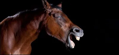 Quand un cheval hennit, &ccedil;a veut dire qu'il appelle un autre cheval.