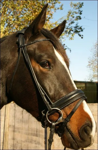 Quelle partie du filet n'existe pas ?