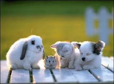 Quels animaux veux-tu voir ?