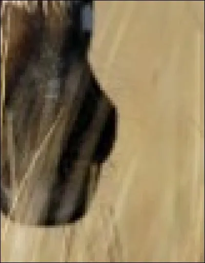 Voici un museau, à quel animal appartient-il ?