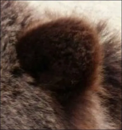 Voici une oreille, à quel animal est-elle ?