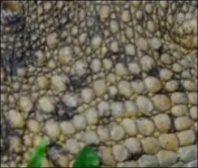 Voici des écailles, mais à qui appartiennent-elles ?