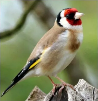 Quel est le nom de cet oiseau ?