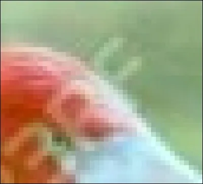 Voici l'oeil d'un...