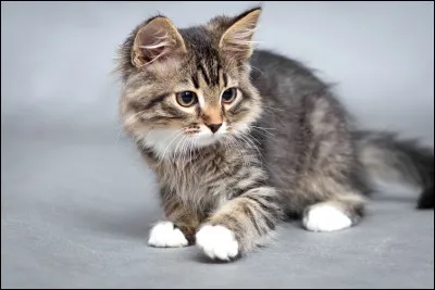 Si tu avais un chat, ce serait...