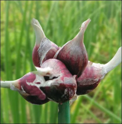 Quel héros apparaît pour la première fois en 1857 dans "l'Héritage mystérieux" ?